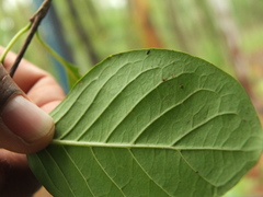 Meyna laxiflora