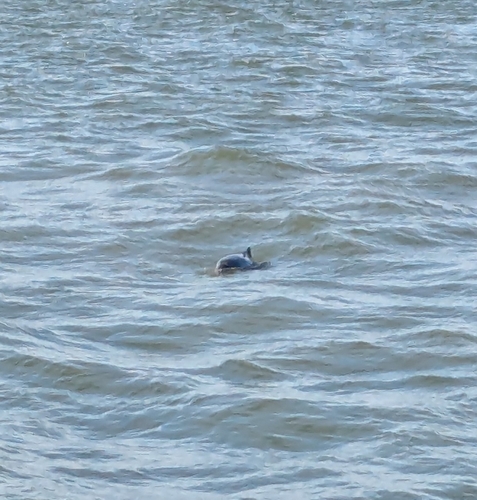 Harbor Porpoise observed by ejhergenreder