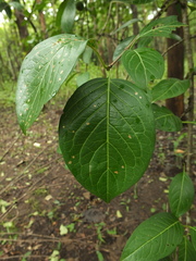 Meyna laxiflora