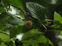 Mitragyna parvifolia