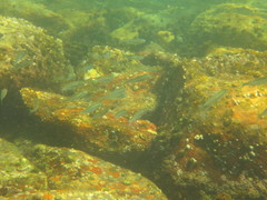 Atherinomorus vaigiensis