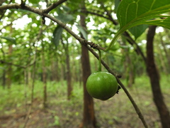 Meyna laxiflora