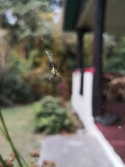 Novaranea queribunda