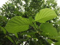 Mitragyna parvifolia