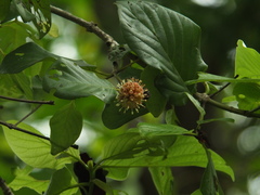 Mitragyna parvifolia