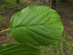 Mitragyna parvifolia
