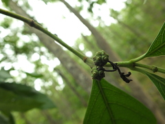 Morinda pubescens