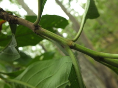 Morinda pubescens