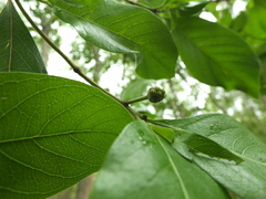 Morinda pubescens