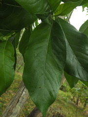 Morinda pubescens