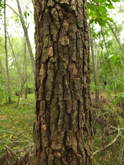 Morinda pubescens