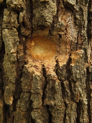 Morinda pubescens