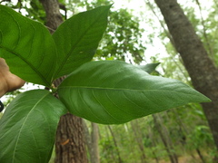 Morinda pubescens