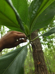 Morinda pubescens