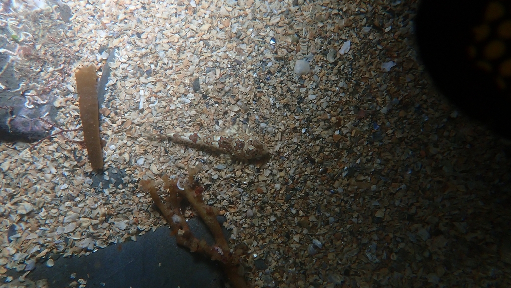 Common dragonet (Callionymus lyra) — Callionymidae