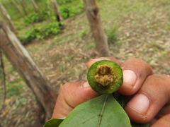 Morinda pubescens