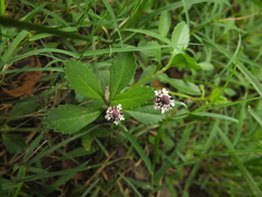 Phyla nodiflora