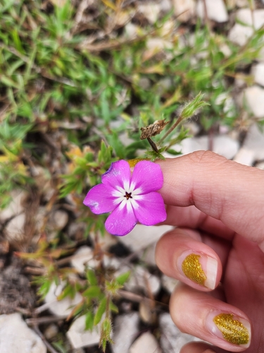 Phlox glabriflora, photograph 2
