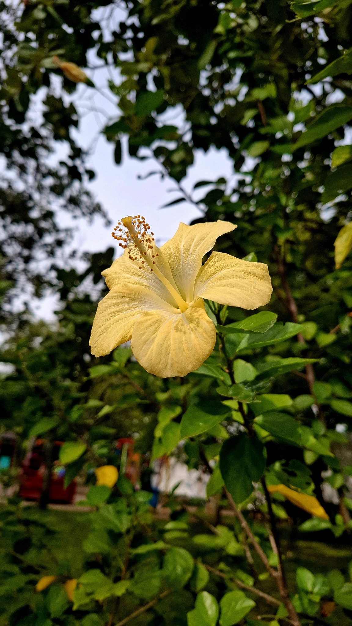Hibiscus rosa-sinensis