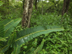Phyllanthus emblica