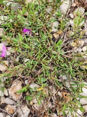 (c) Jackie T, some rights reserved (CC BY) Phlox glabriflora, photograph (c) Jackie T, some rights reserved (CC BY)