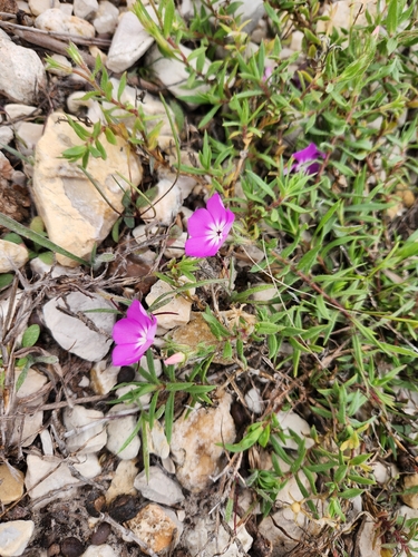 Phlox glabriflora, photograph 4