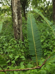 Phyllanthus emblica