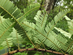 Phyllanthus emblica