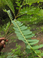 Phyllanthus indofischeri