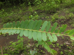 Phyllanthus indofischeri
