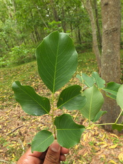 Pterocarpus marsupium