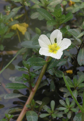 Ludwigia adscendens
