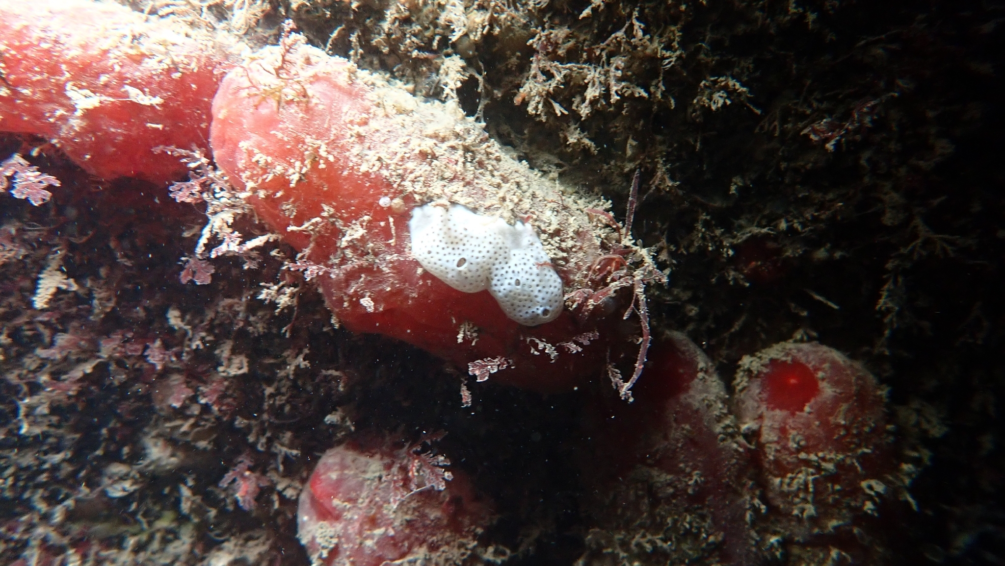 Lissoclinum perforatum (Giard, 1872)