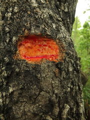 Pterocarpus marsupium