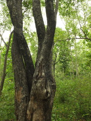 Pterocarpus marsupium