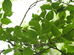 Pterocarpus marsupium