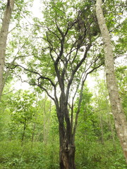 Pterocarpus marsupium