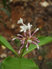 Rauvolfia serpentina