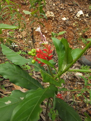 Rauvolfia serpentina