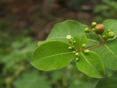 Rauvolfia tetraphylla