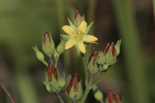 large canadian st. john's-wort (Hypericum majus)