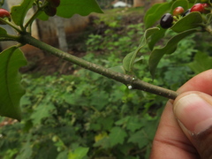Rauvolfia tetraphylla