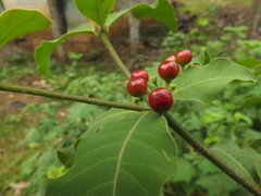 Rauvolfia tetraphylla