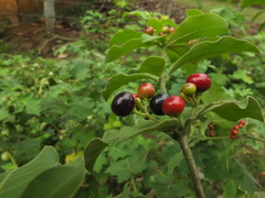 Rauvolfia tetraphylla
