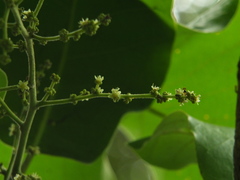Semecarpus anacardium