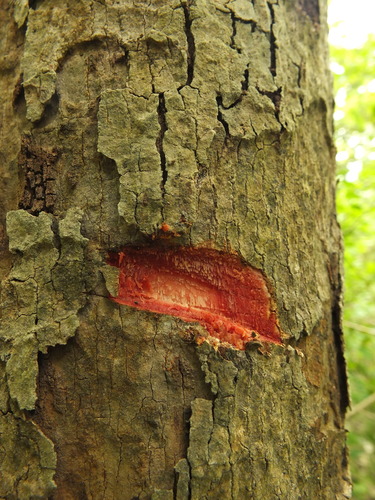 Image of Semecarpus anacardium by (c) Siddarth Machado, some rights reserved (CC BY)