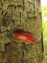 Semecarpus anacardium