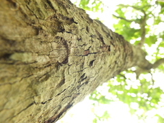 Semecarpus anacardium