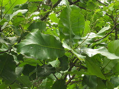 Semecarpus anacardium