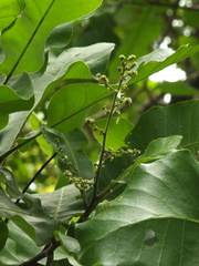 Semecarpus anacardium